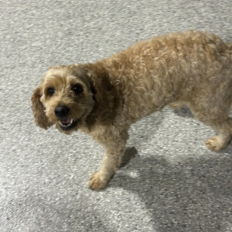 An adult small-sized female Apricot / Beige Cockapoo dog named Bella. Nice dog for adoption in Antwerp, OH