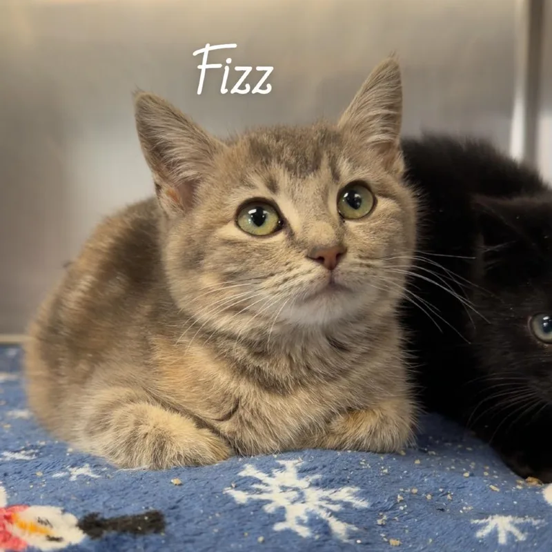 A baby small-sized female Gray / Blue / Silver Domestic Short Hair cat named Fizz for adoption in Henderson, KY