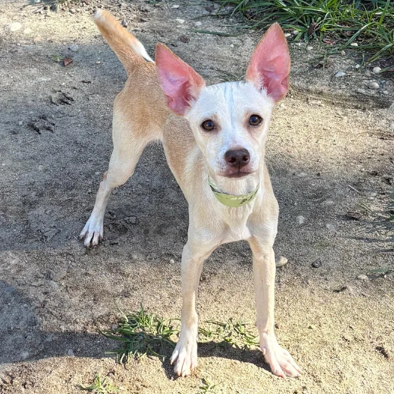 An adult small-sized male Chihuahua dog named Louie for adoption in Calverton, NY