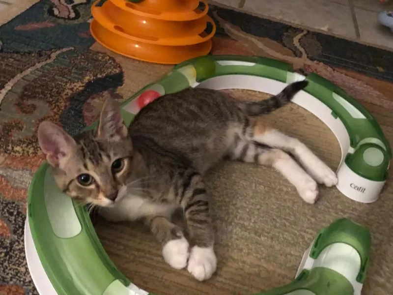 A young medium-sized female Torbie Tabby cat named Eleanor for adoption in Ormond beach, FL
