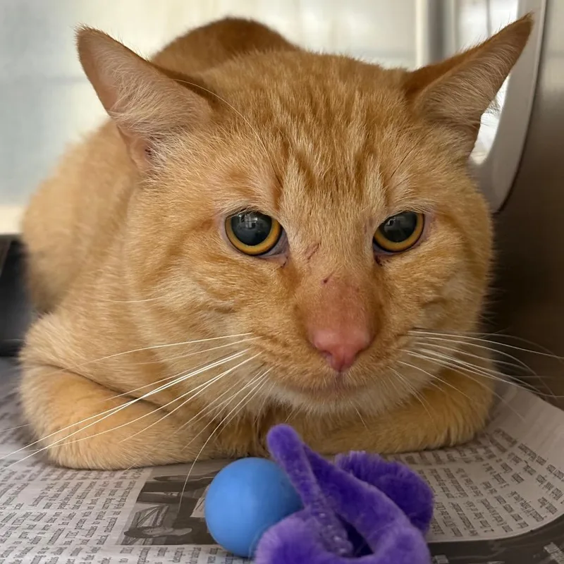 An adult large-sized male Orange / Red Domestic Short Hair cat named Peach for adoption in Milton, FL