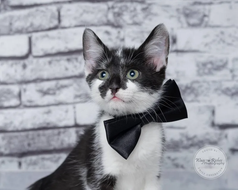 A baby medium-sized male Black & White / Tuxedo Domestic Short Hair cat named Buzz for adoption in Tuscaloosa, AL