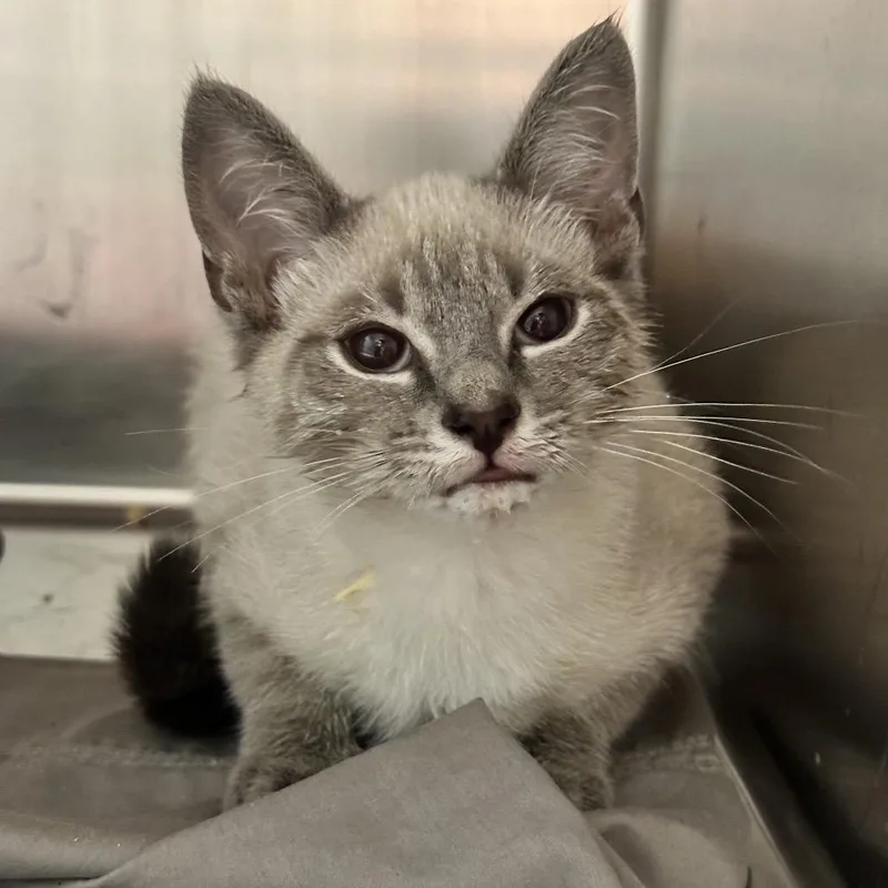 A baby small-sized male White Domestic Short Hair cat named Zig for adoption in Chattanooga, TN