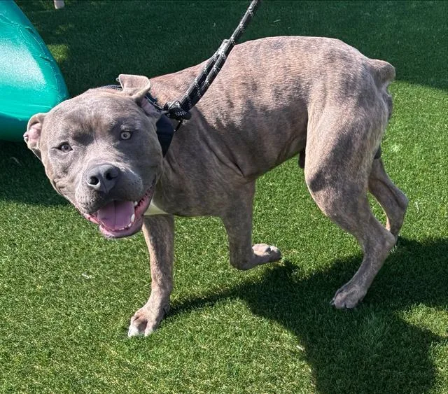 A young large-sized male American Staffordshire Terrier dog named Bueller for adoption in Grand Prairie, TX