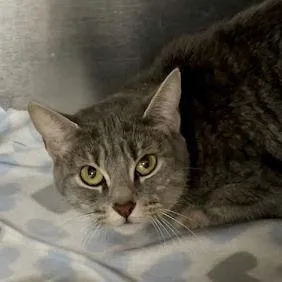 A young medium-sized female Gray / Blue / Silver Domestic Short Hair cat named Chrysalism for adoption in DeKalb, IL