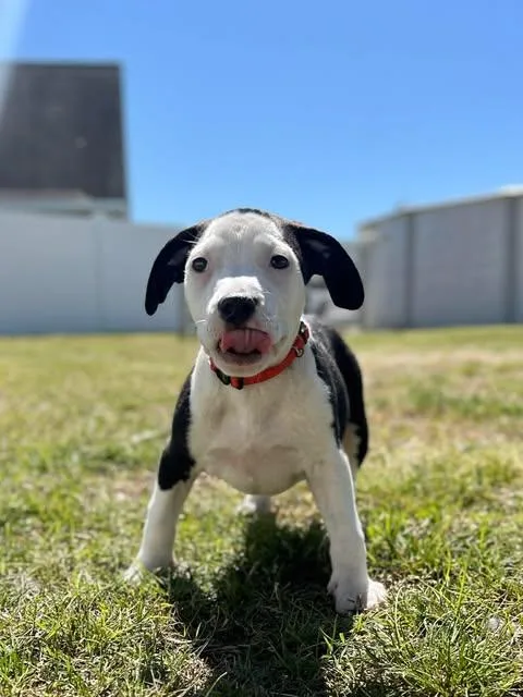 A young medium-sized male Black Pit Bull Terrier dog named Flynn for adoption in Ayden, NC