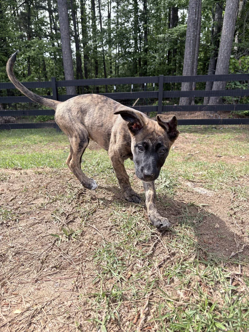 A young medium-sized female Dutch Shepherd dog named Ana for adoption in Ball Ground, GA