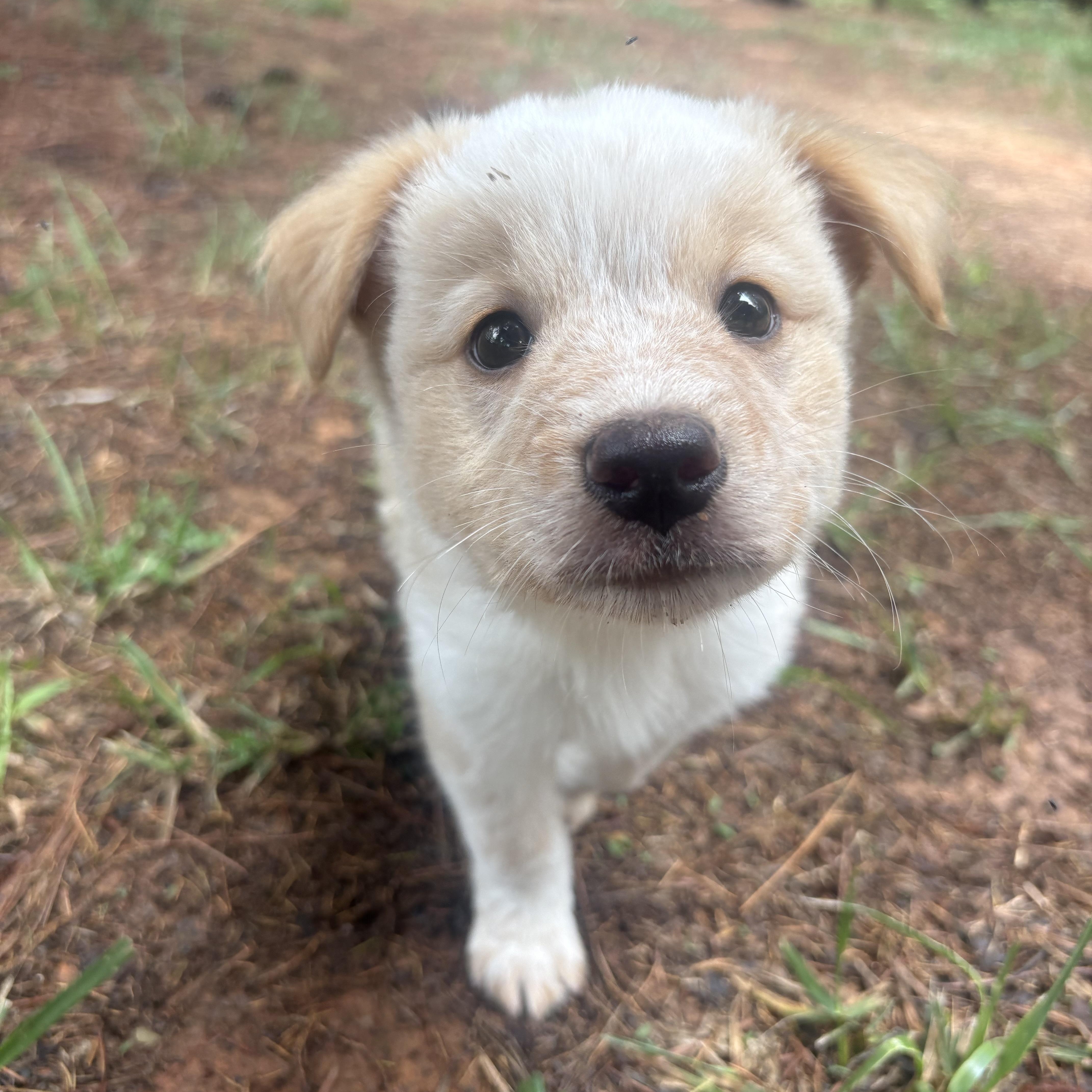A baby medium-sized male Yellow / Tan / Blond / Fawn Retriever dog named Houston for adoption in Waxhaw, NC