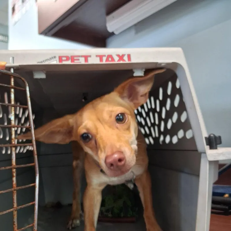 An adult medium-sized female Chihuahua dog named Hazel for adoption in Gautier, MS