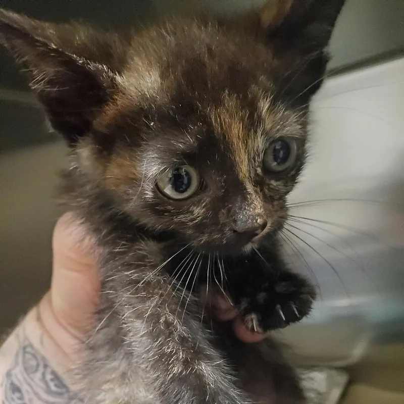 A baby small-sized female Gray / Blue / Silver Domestic Short Hair cat named Ketchup for adoption in Asheville, NC