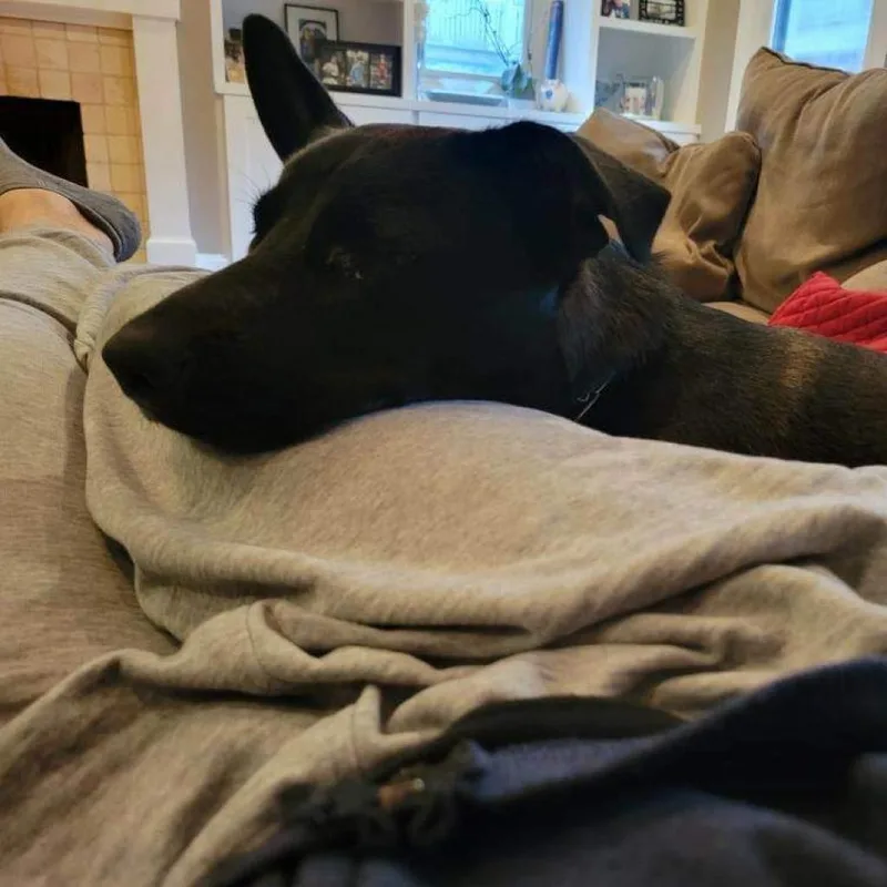 Waffles Lld thumbnail 3