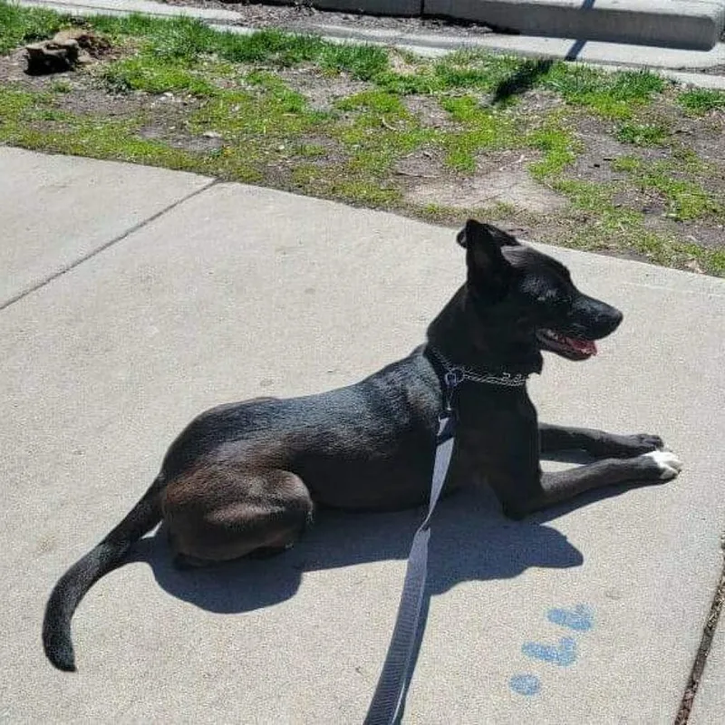 Waffles Lld thumbnail 5