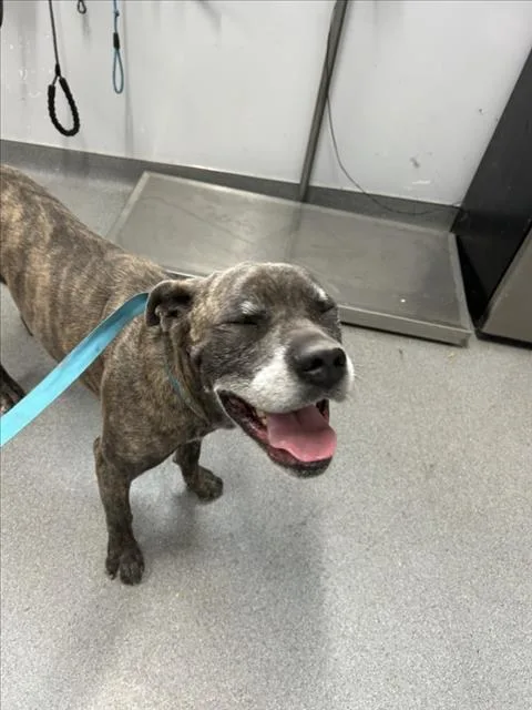 An adult large-sized male Cane Corso dog named Bleu for adoption in Olivehurst, CA