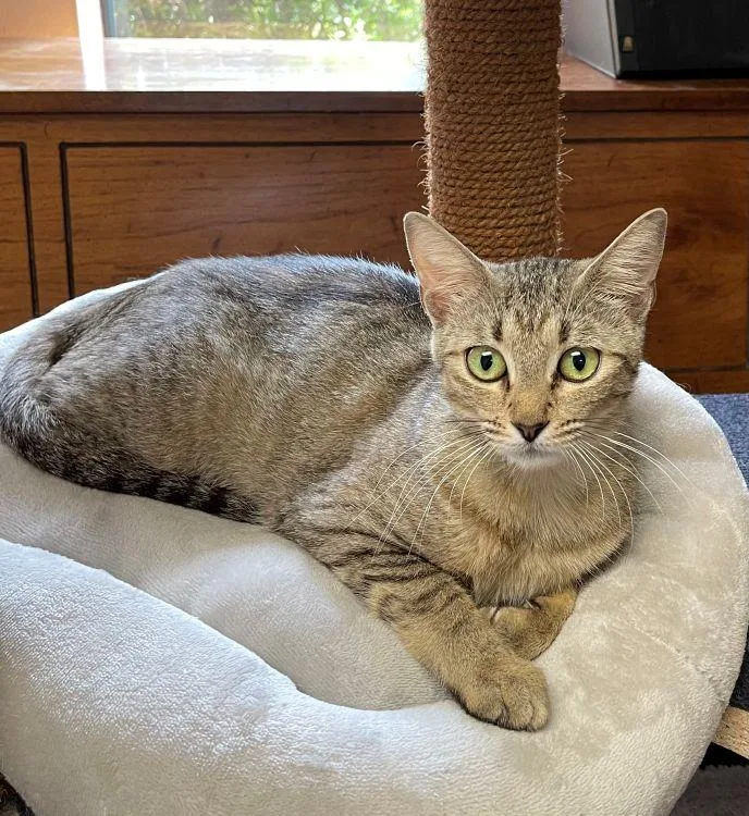 A young medium-sized female Tabby (Gray / Blue / Silver) American Shorthair cat named Libby for adoption in Richardson, TX