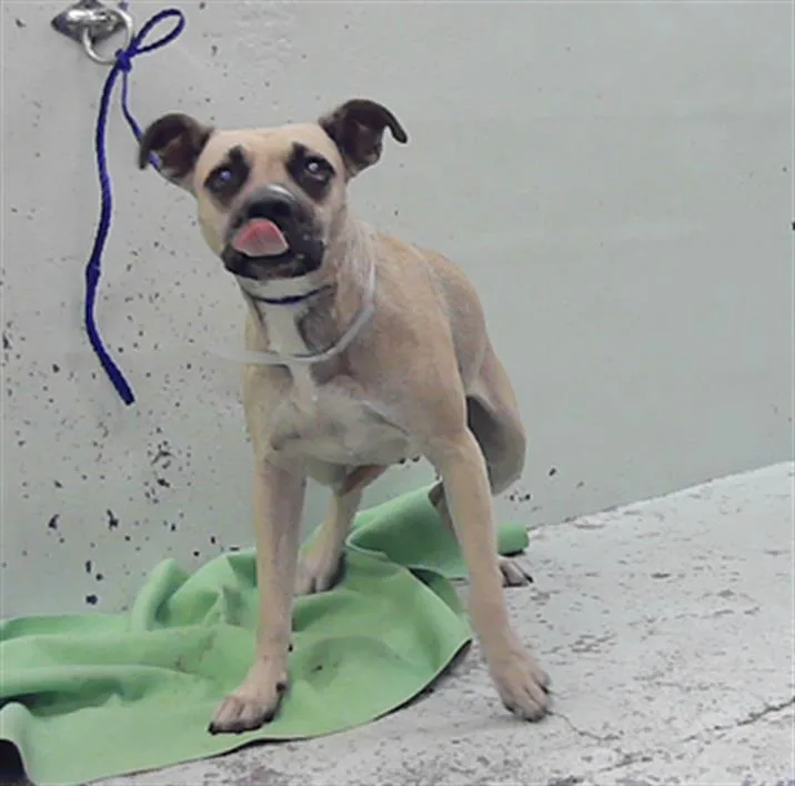 An adult medium-sized female Staffordshire Bull Terrier dog named A for adoption in Houston, TX