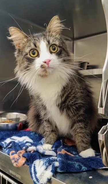 A young large-sized male Domestic Long Hair cat named Mitch for adoption in Saint Peters, MO