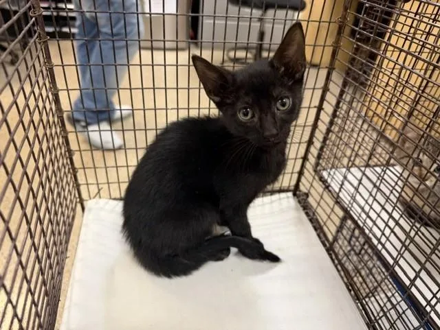 A baby small-sized male Domestic Short Hair cat named Moe for adoption in Miami, FL
