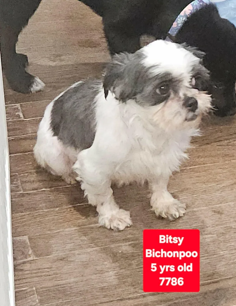 Bitsy