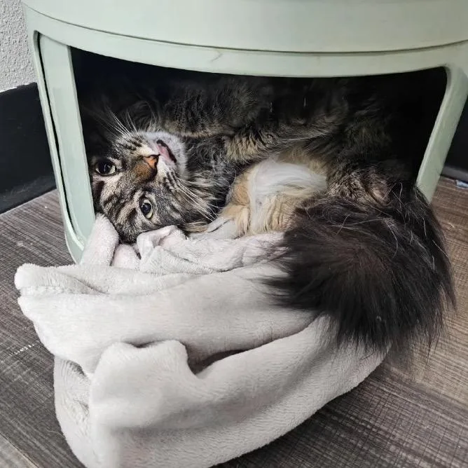 An adult small-sized female Brown / Chocolate Domestic Long Hair cat named Biscuit for adoption in Garfield, AR