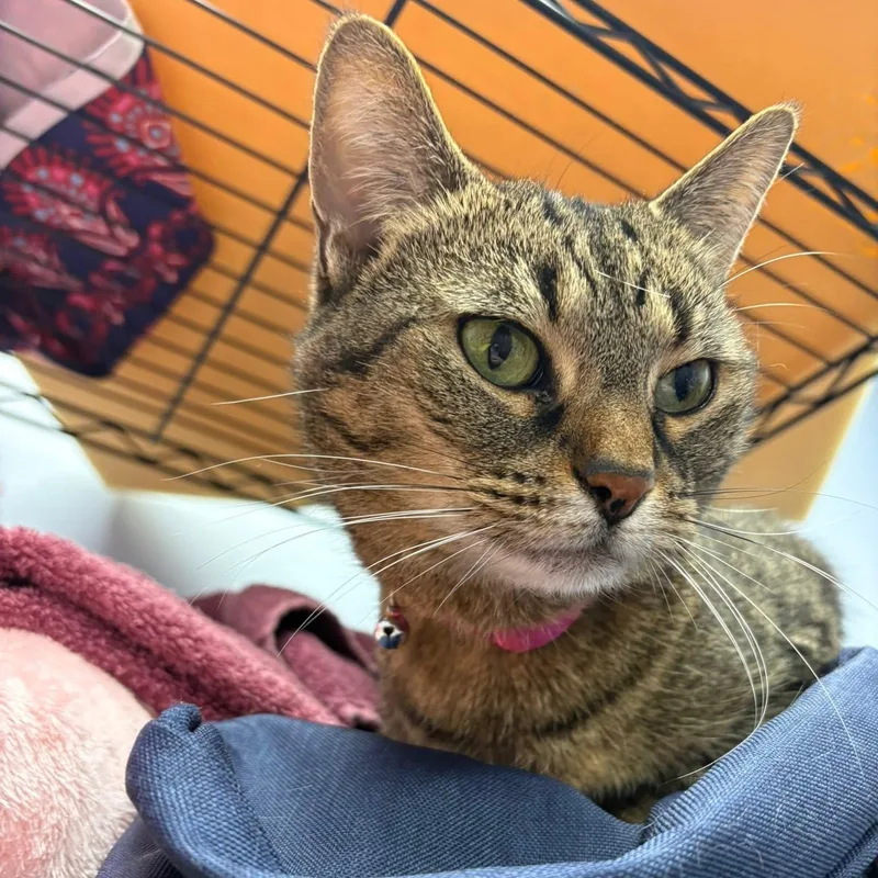 Duchess Cm thumbnail 2