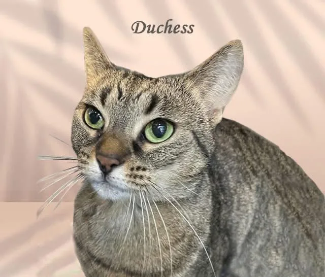 Duchess Cm thumbnail 3