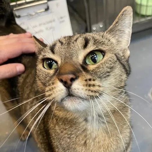 Duchess Cm thumbnail 4