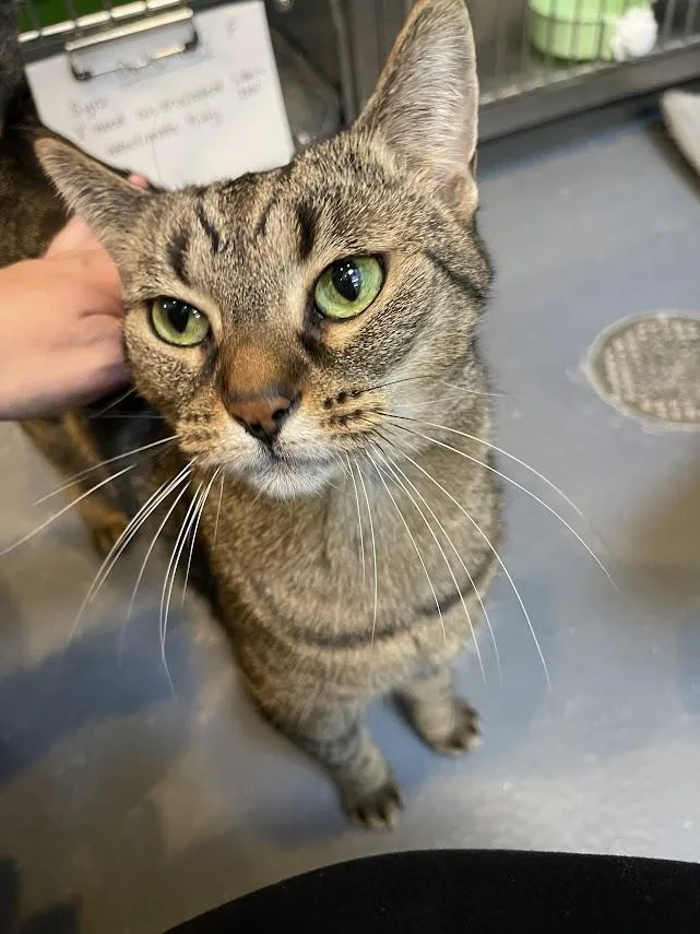 Duchess Cm thumbnail 5