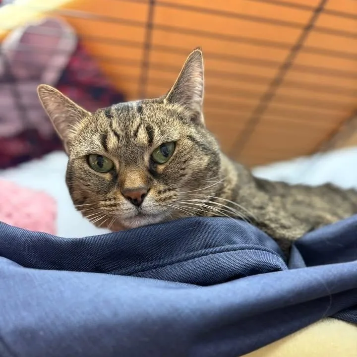 Duchess Cm thumbnail 6