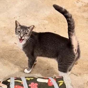 An adult medium-sized female Gray & White Domestic Short Hair cat named Sterling for adoption in Dunnigan, CA
