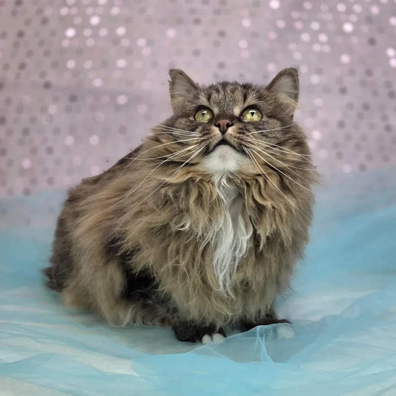 A senior medium-sized female Brown / Chocolate Domestic Long Hair cat named Elliec for adoption in East Saint Louis, IL