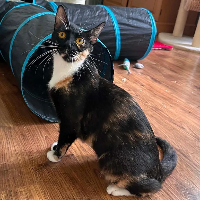 A young medium-sized female Tortoiseshell Domestic Short Hair cat named Lady Chanterelle for adoption in Williston, FL