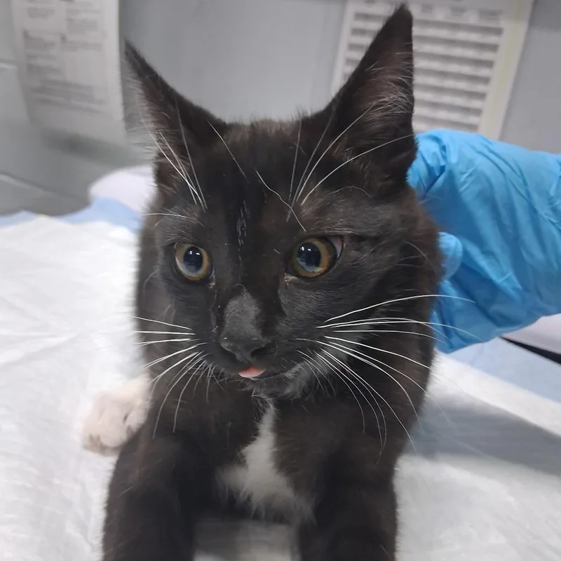 A baby small-sized female White Domestic Short Hair cat named Zirconia for adoption in Summerville, SC