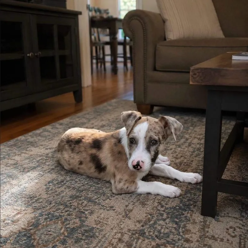 A baby medium-sized male Catahoula Leopard Dog dog named Harry for adoption in Philadelphia, PA