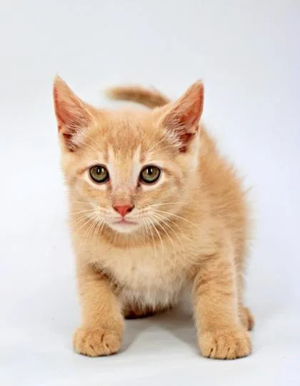 A baby small-sized male Domestic Medium Hair cat named Timmy for adoption in Morton Grove, IL