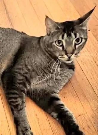 Rex  Rancho Cucamonga thumbnail 2