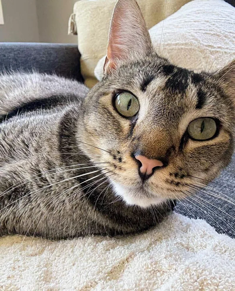 Rex Rancho Cucamonga