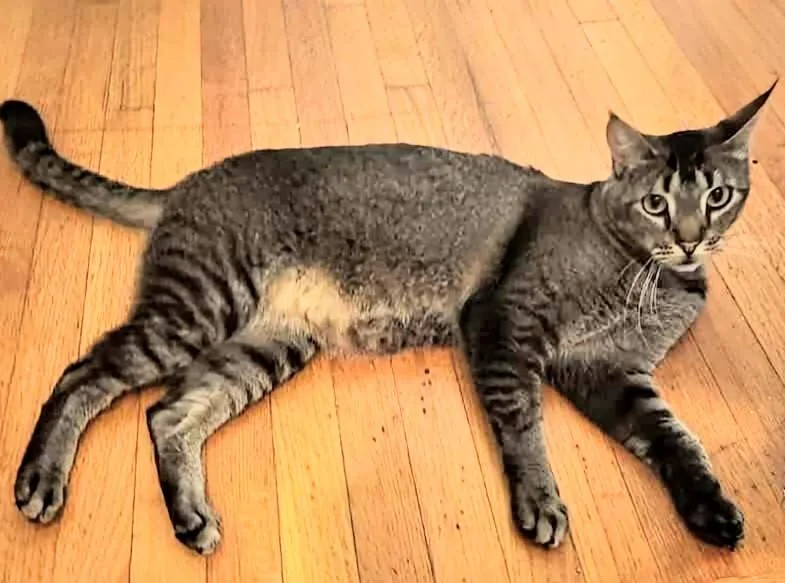 Rex  Rancho Cucamonga thumbnail 3