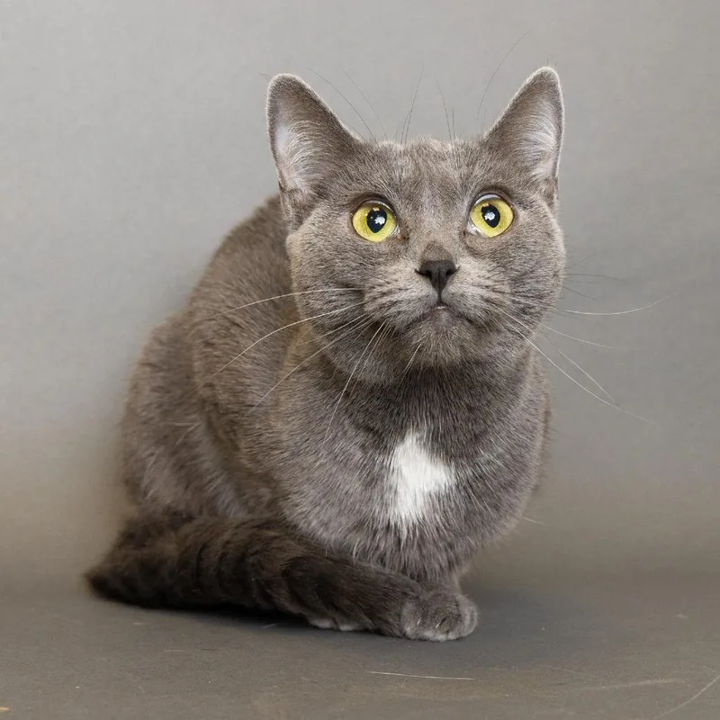 An adult small-sized female Gray / Blue / Silver Domestic Short Hair cat named Ms Piggie for adoption in Franklin, TN