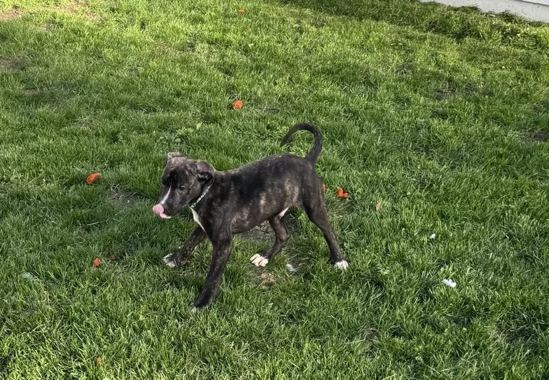 A baby large-sized male Brindle Mixed Breed dog named Froot Loops for adoption in Lansing, MI