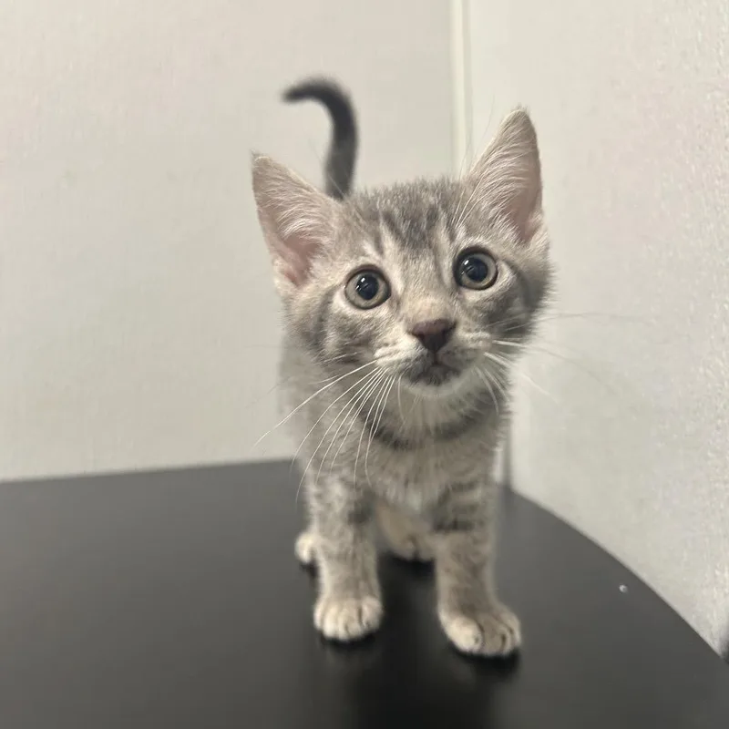 A baby small-sized female Gray / Blue / Silver Domestic Short Hair cat named Macaron for adoption in Tampa, FL