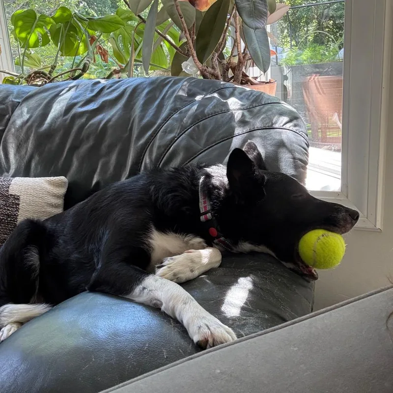 An adult medium-sized female Black Border Collie dog named Dolce for adoption in Ferndale, MI