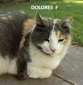 An adult medium-sized female Domestic Short Hair cat named Delores for adoption in Evergreen, CO