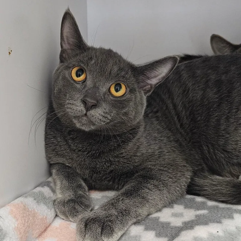 A young small-sized male Gray / Blue / Silver Domestic Short Hair cat named Wayne for adoption in Monroe, MI