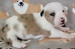 A baby small-sized female Chihuahua dog named Nessie for adoption in Madison, NJ