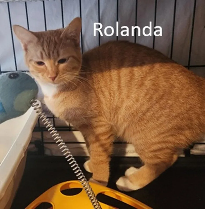 Rolanda thumbnail 2