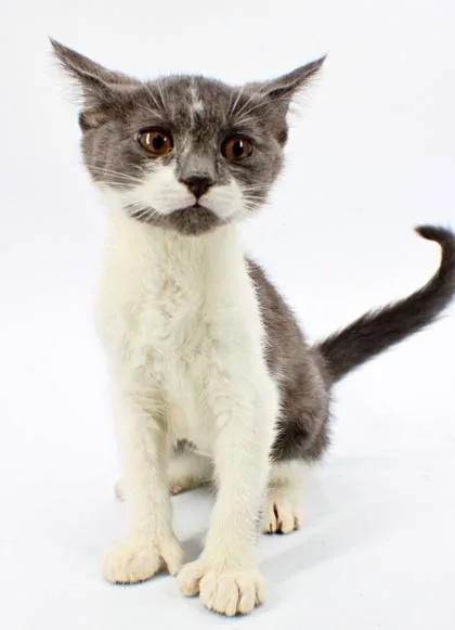 A baby small-sized female Domestic Short Hair cat named Alexis for adoption in Morton Grove, IL