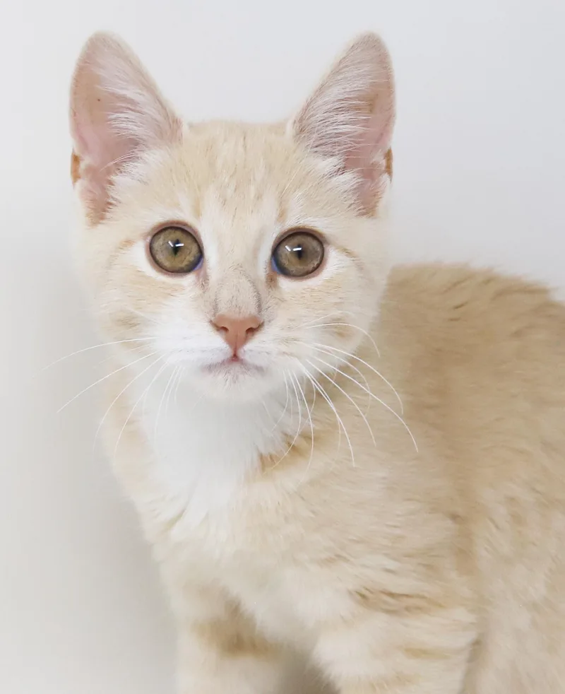 A baby small-sized male Tabby cat named Waffles is wonderful wonderful for adoption in Bedford Hills, NY