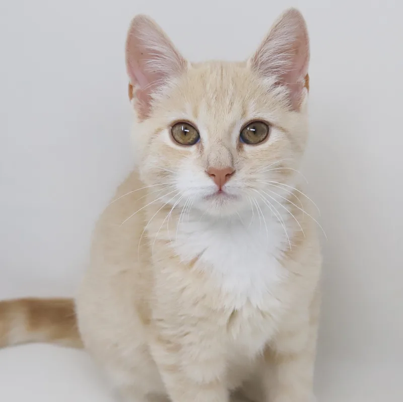 Waffles is wonderful wonderful thumbnail 2