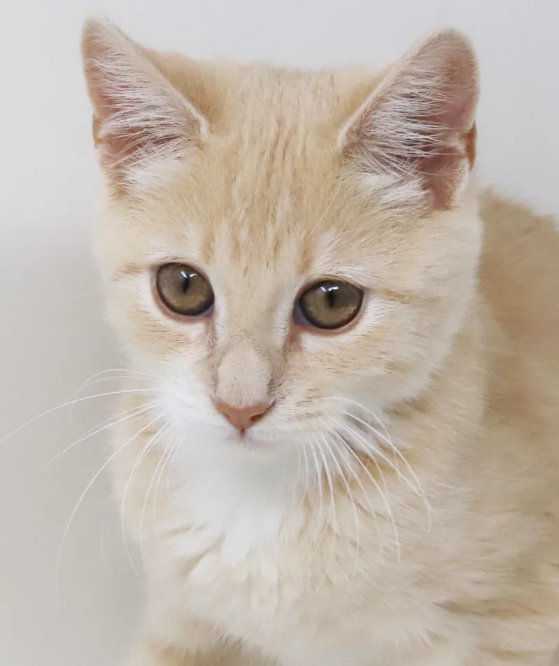 Waffles is wonderful wonderful thumbnail 3
