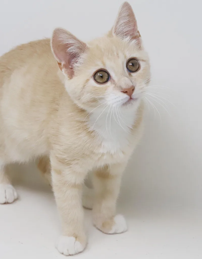 Waffles is wonderful wonderful thumbnail 4